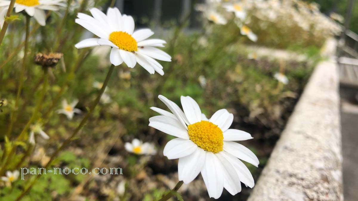 公園に咲くフランス菊1